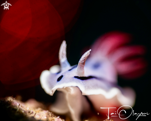 A Willan's Chromodoris