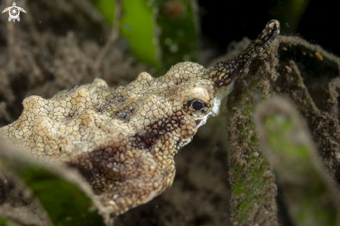 A Pegasus Sea Moth