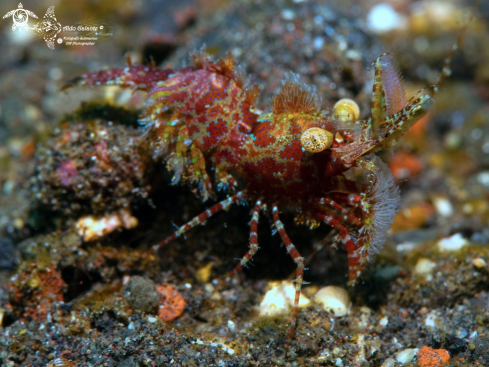 A Marble Shrimp