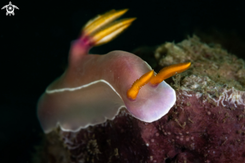 A Hypselodoris bullockii nudibranch