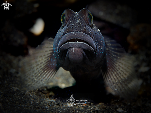 A Black Shrimp Goby 