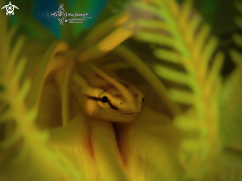 A Crinoid Clingfish