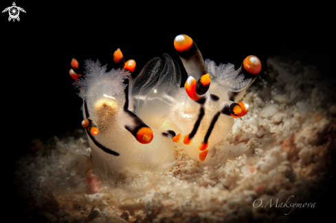 A Nudibranchs Thecacera picta 