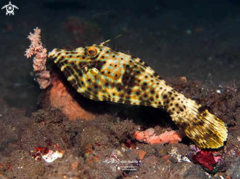 A Scribbled Leatherjacket Filefish