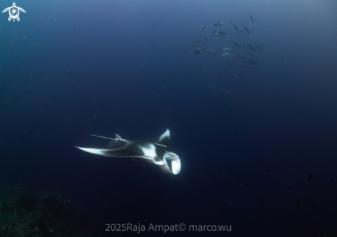 A manta