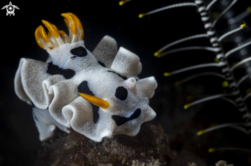 A Chromodoris alcalai