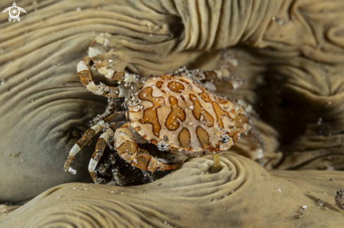 A Lissocarcinus Orbicularis