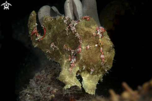 A Warty Frogfish