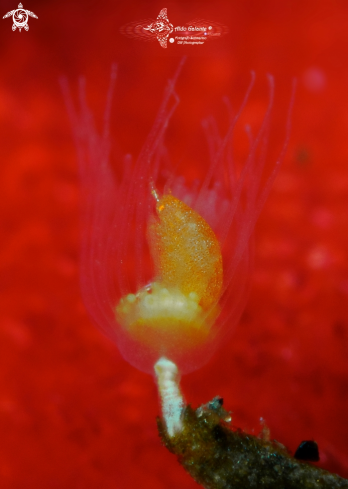 A Orange Ladybug Amphipod (2-5mm/0.078-0.196 inch)