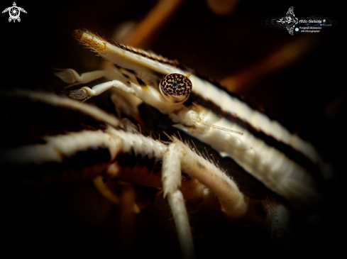 A Elegant Crinoid Squat Lobster