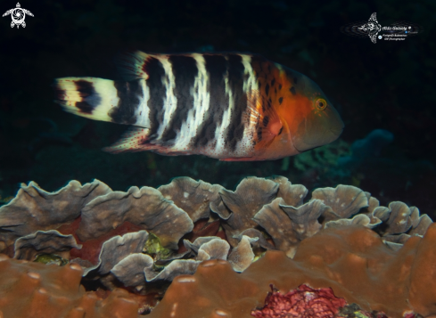 A Redbreasted Wrasse