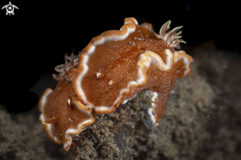 A Glossodoris rufomarginata