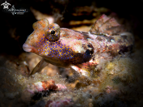 A Morrison's Dragonet (4 cm.) 