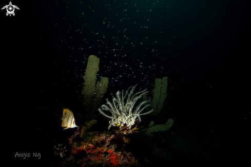 A HIGH - FIN CORALFISH