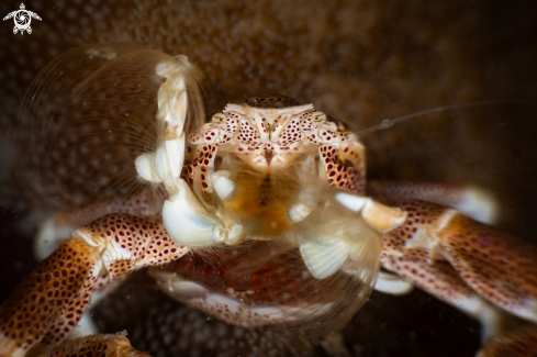 A Coral crab