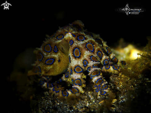 A Blue Ring Octopus