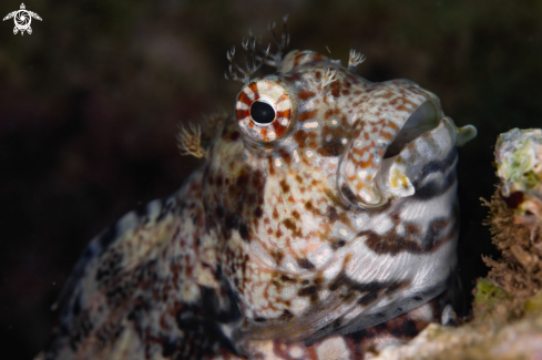 A Combtooth blenny