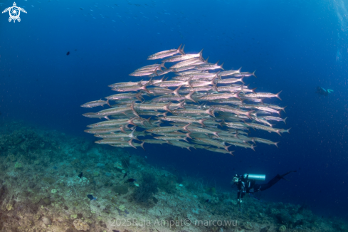 A diver&barracuda