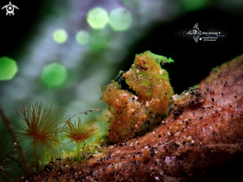 A Banded Hairy Shrimp (less than 10 mm)