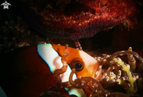 A Saddleback clownfish 