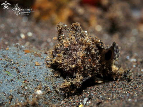 A Ocellated Frogfish