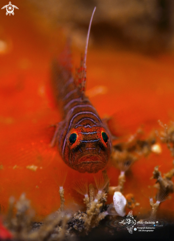 A Tiger Goby - Ribbon Reef Goby