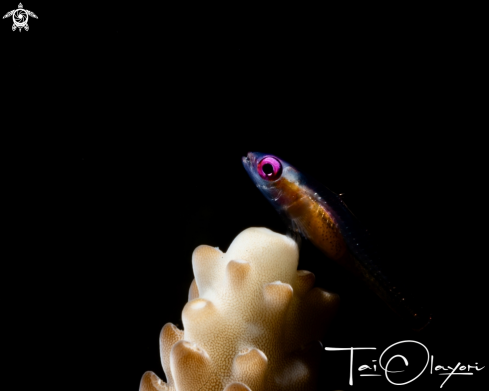 A Pink eye goby