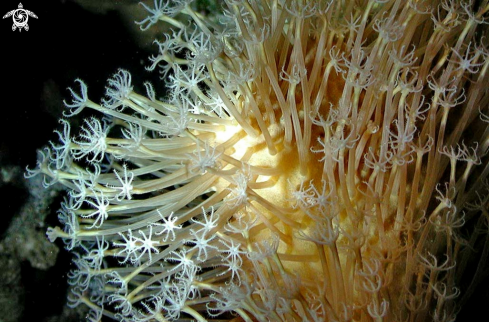 A soft corals