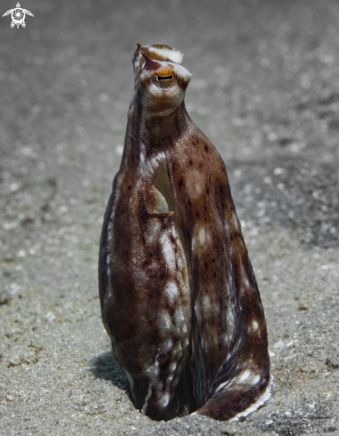 A Octopus