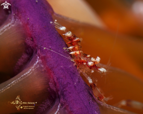 A Sea Pen Symbiont Shrimp (Size: 15 mm)