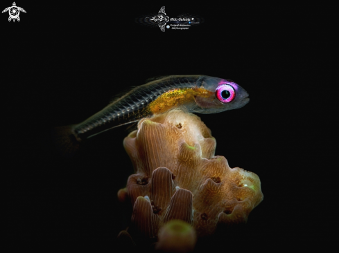 A Pink Eye Goby