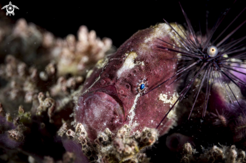 A Abantennarius coccineus