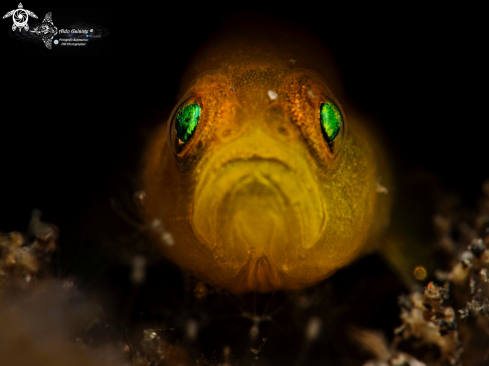 A Yellow Pygmy Goby