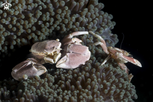 A Red Spotted Porcelain Crabs