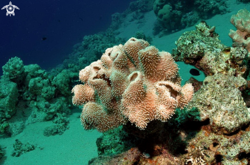 A soft corals