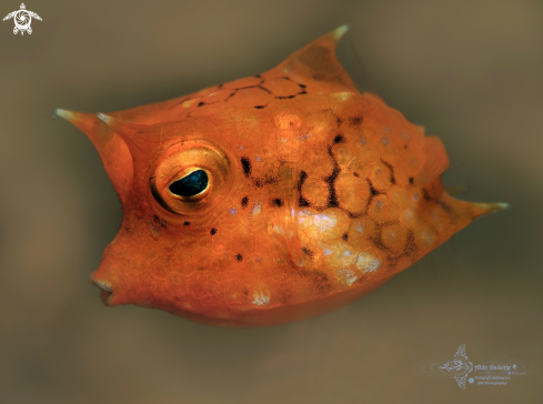 A Thornback Cowfish Juvenil