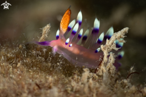 A Coryphellina exoptata nudibranch