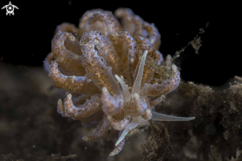 A Phyllodesmium crypticum