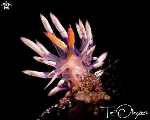 A Desirable flabellina