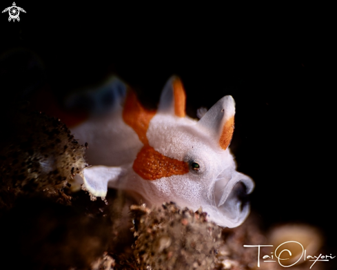 A Clown frogfish