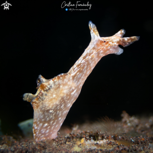 A Nudibranch