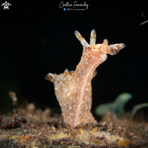 A Nudibranch
