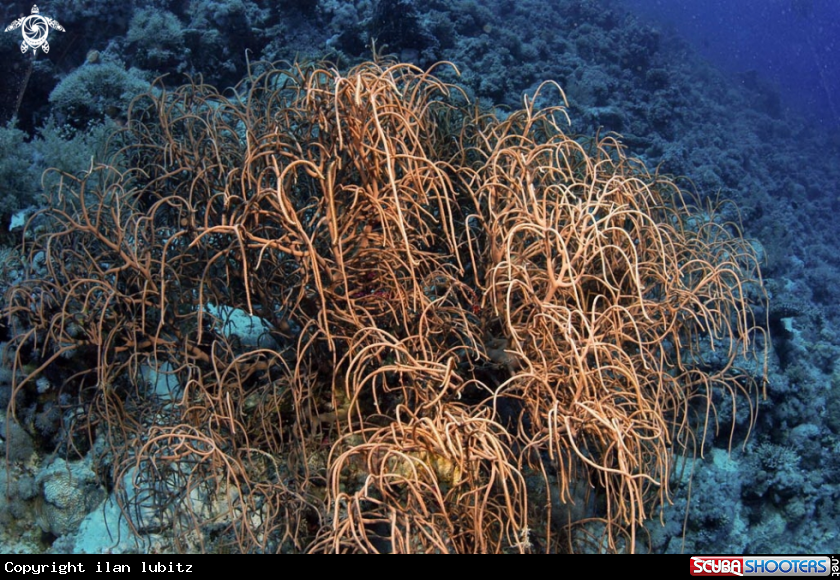 A whip corals