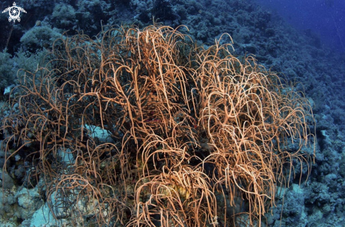 A whip corals