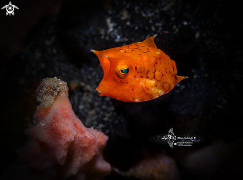 A Thornback Cowfish (2 cm- 1 Inch, approx.)   