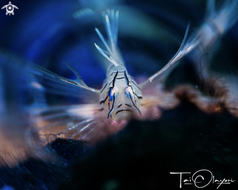 A Lion fish 