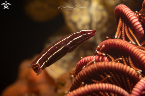 A Featherstar clingfish