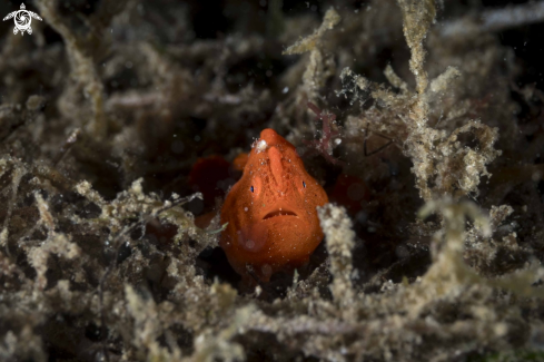 A Painted Frogfish