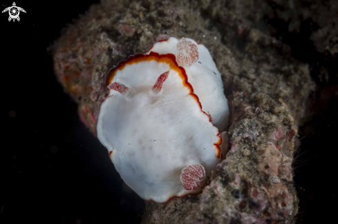 A Goniobranchus verrieri