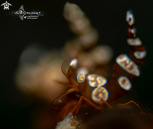 A Sexy Shrimp